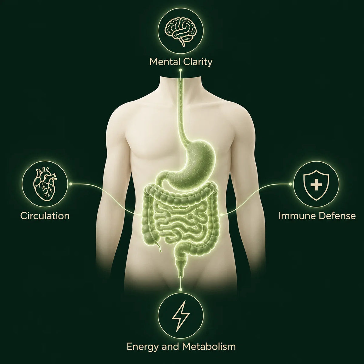 Medical illustration of the gut connected to the brain, heart, immune system and metabolism