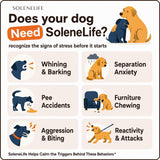 Signs of stress and anxiety in dogs: whining, separation anxiety, pee accidents, chewing, aggression, reactivity